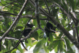 Black-buff Woodpecker
