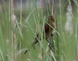 Lesser Coucal