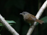 Brown-cheeked Fulvetta