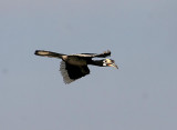 Asian Pied Hornbill