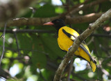 Hooded Oriole