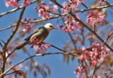 White-headed Bulbul