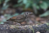 Dark-sided Thrush