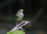 Rufous-tailed Robin