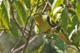 Wedge-tailed Pigeon