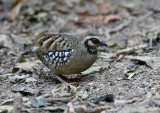 Bar-backed Partridge