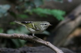 Yellow-browed Warbler