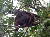 Orang Utan