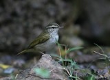 Pale-legged Leaf Warbler