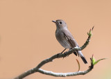 Taiga Flycatcher