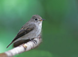 Asian Brown Flycatcher