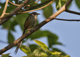 Hill Prinia