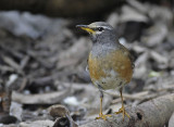 Eye-browed Thrush