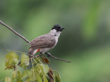 Sooty-headed Bulbul