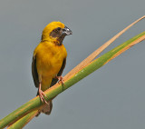 Asian Golden Weaver