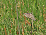 Yellow Bittern