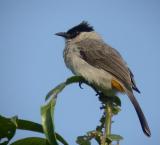 Sooty-headed Bulbul