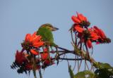 Green-eared Barbet