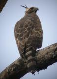 Mountain Hawk Eagle