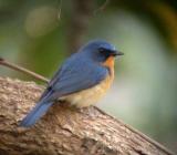 Hill Blue Flycatcher