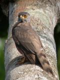 Crested Goshawk, fem