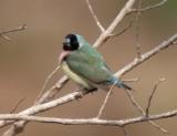 Gouldian Finch