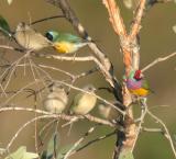 Gouldian Finches