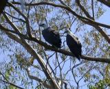 White-bellied Fish Eagle