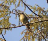 Olive (Bakers) Bulbul