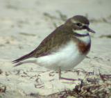 Double-banded Plover