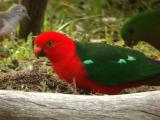 King Parrot