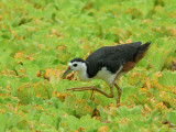 White-breasted Waterhen