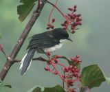 Black-headed Sibia