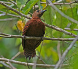 Rufous Woodpecker