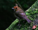 Rufous-browed Flycatcher