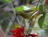 Spectacled Spiderhunter