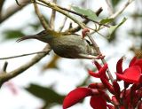 Grey-breasted Spiderhunter