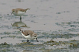 Spoon-billed Sandpiper