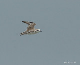 White-faced Plover