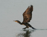 Indian Shag