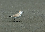 White-faced Plover