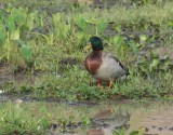 Mallard