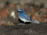 Hainan Blue Flycatcher