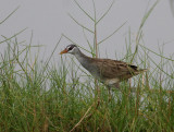 White-browed Crake