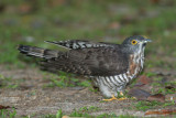 Large Hawk Cuckoo