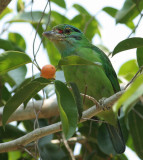 Moustached Barbet