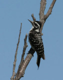 Nuttalls Woodpecker, female