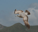 California Gull