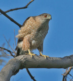 Cooper's Hawk
