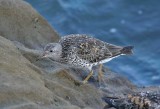 Surfbird
